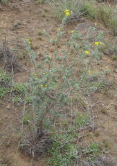 Euryops imbricatus