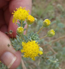Euryops imbricatus