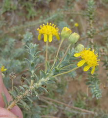 Euryops imbricatus