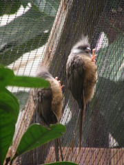 Colius striatus