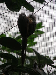 Colius striatus