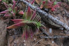 Crassula capitella thyrsiflora