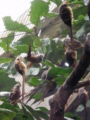 Colius striatus