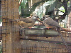 Colius striatus
