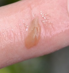 Leptoplana tremellaris