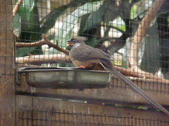 Colius striatus