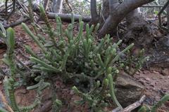 Crassula muscosa muscosa