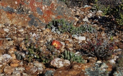 Cephalophyllum caespitosum