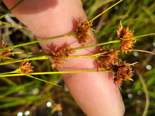 Image of Rhynchospora fernaldii by (c) Scott Ward, some rights reserved (CC BY)