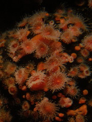 Corynactis californica