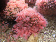 Corynactis californica