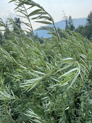 Salix schwerinii