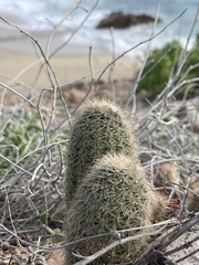 Echinocereus sciurus