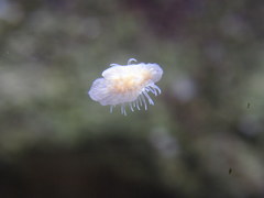 Corynactis californica