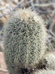 Echinocereus sciurus