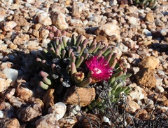 Argyroderma fissum