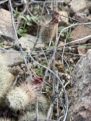 Echinocereus sciurus