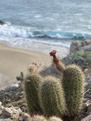 Echinocereus sciurus