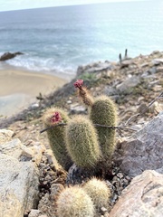 Echinocereus sciurus