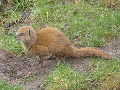 Cynictis penicillata