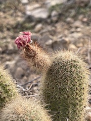 Echinocereus sciurus