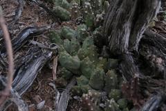 Piaranthus