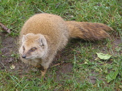 Cynictis penicillata