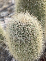 Echinocereus sciurus