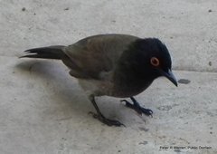 Pycnonotus nigricans superior