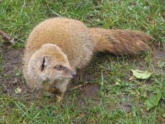 Cynictis penicillata