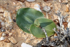 Colchicum capense ciliolatum