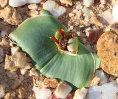 Colchicum capense ciliolatum