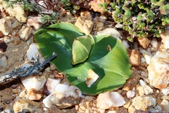 Colchicum capense ciliolatum