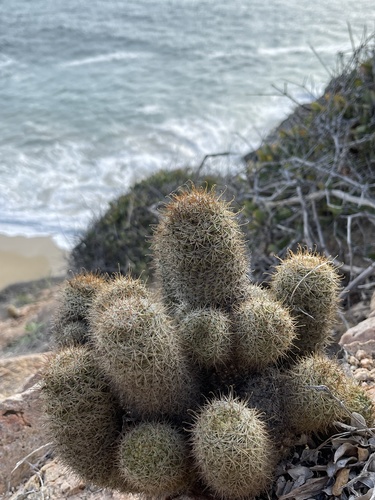 Los Cabos Nipple Cactus