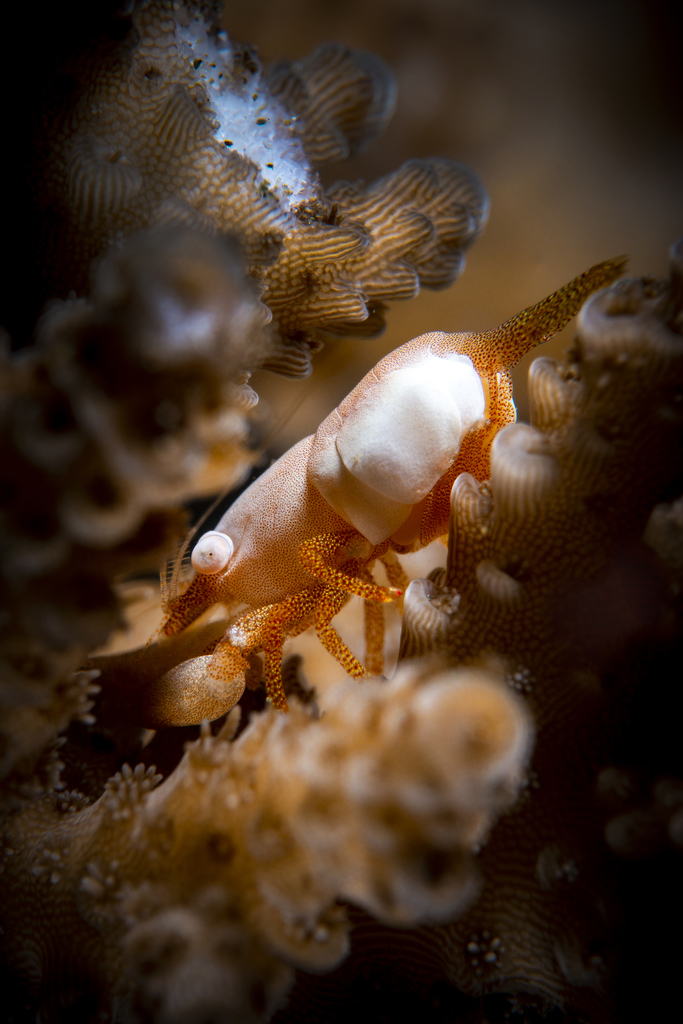 Superb coral shrimp