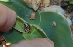 Colchicum capense ciliolatum