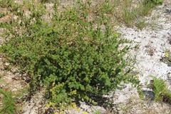 Asparagus rubicundus