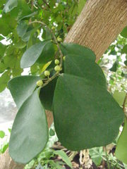 Ficus