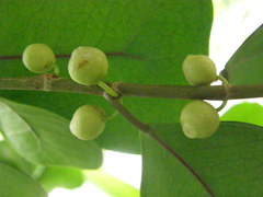 Ficus