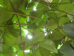 Ficus
