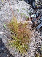 Xyris stenotera