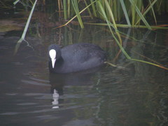 Fulica atra