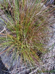 Xyris stenotera