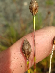 Xyris stenotera