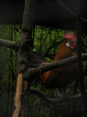 Gallus gallus