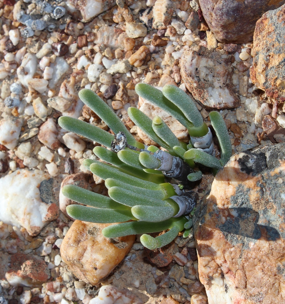 Conophyllum pisiforme Schwantes