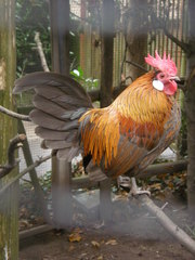 Gallus gallus