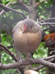 Gallus gallus