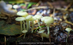 Chrysomphalina grossula