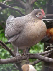 Gallus gallus